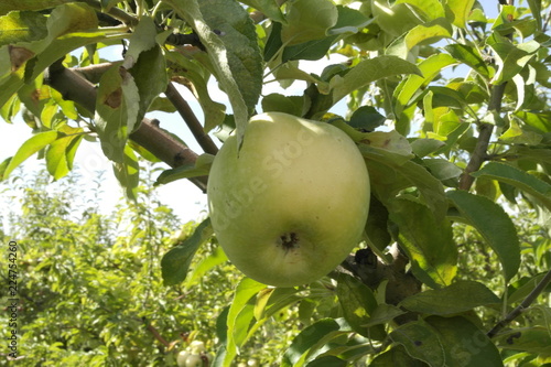  ripe fresh apples of the Simirenko variety on a branch