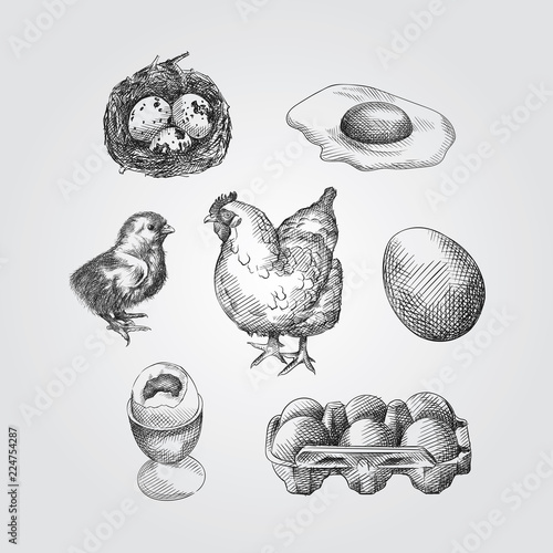 Hand Drawn eggs Sketches Set. Collection Of quail eggs, chicken eggs, Baby chicken and a hen Sketches isolated on white background In Trendy Style