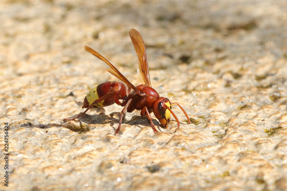 Dangerous and poisonous Oriental hornet, Vespa orientalis Dangerous and poisonous Oriental hornet, Vespa orientalis