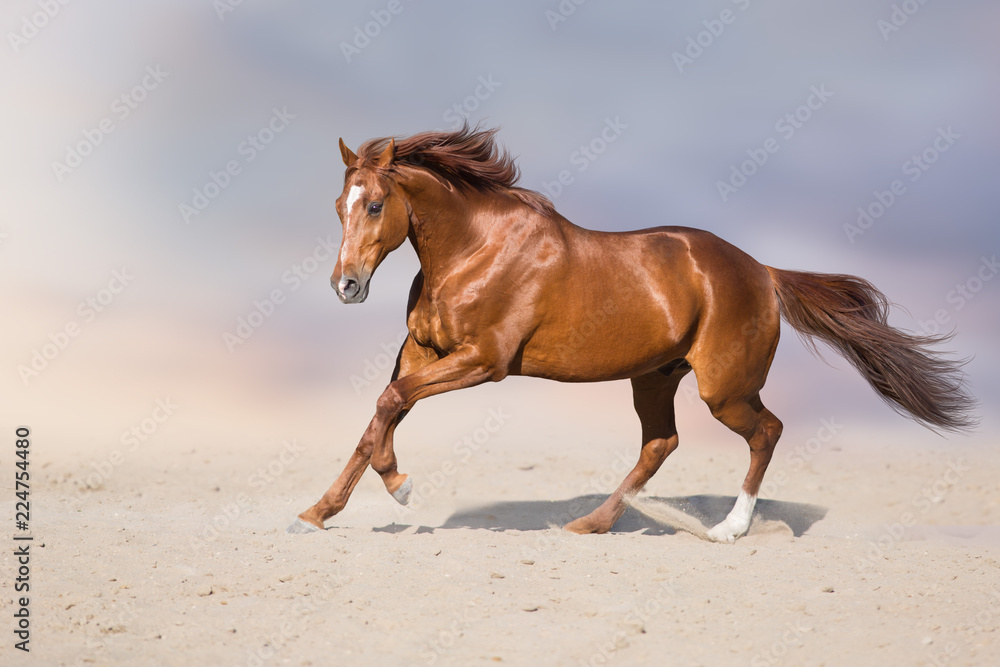 Red stallion in motion in desert dust against beautiful sky Red stallion in motion in desert dust against beautiful sky