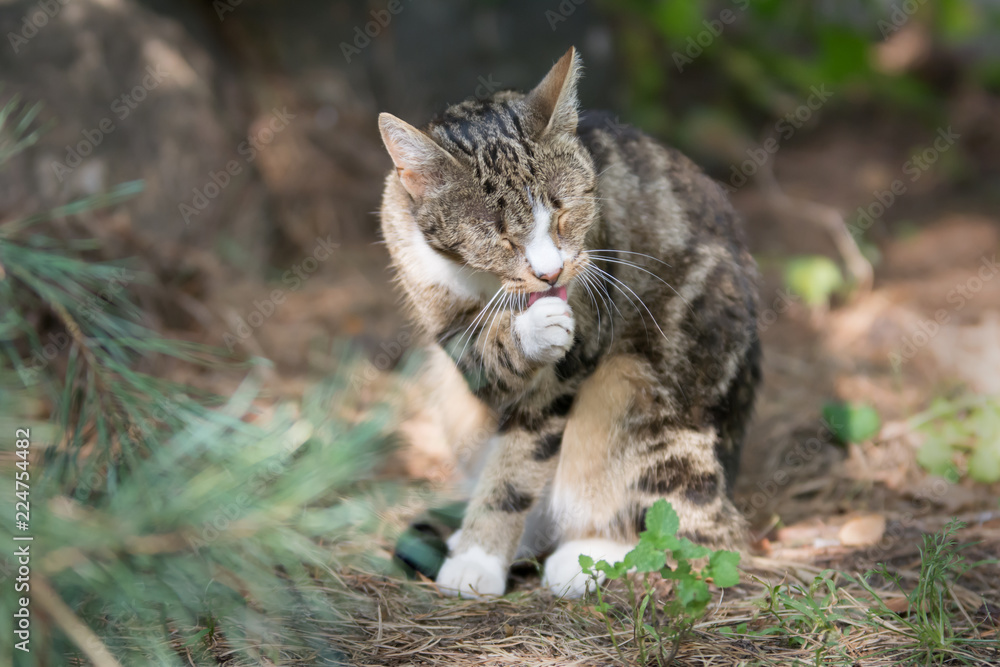 Beige brown and white tabby cat sitting in a garden and licking it's paw Beige brown and white tabby cat sitting in a garden and licking it's paw