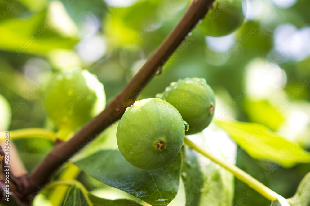 Fruit fig on tree, close up, soft focus. Figs on the branch of a fig tree.
