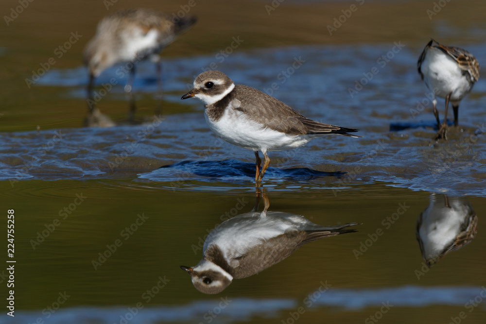 Ringed Plover (Charadrius hiaticula).