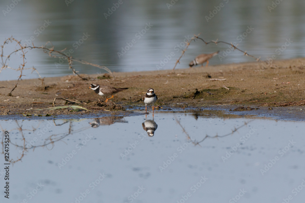 Ringed Plover (Charadrius hiaticula). Ringed Plover (Charadrius hiaticula).