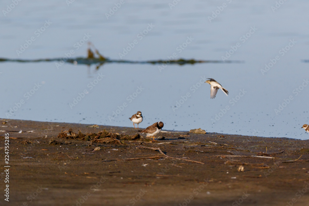 Obraz premium Ringed Plover (Charadrius hiaticula).