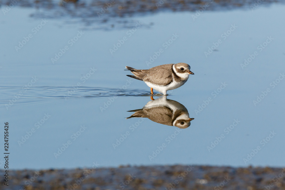Ringed Plover (Charadrius hiaticula). Ringed Plover (Charadrius hiaticula).