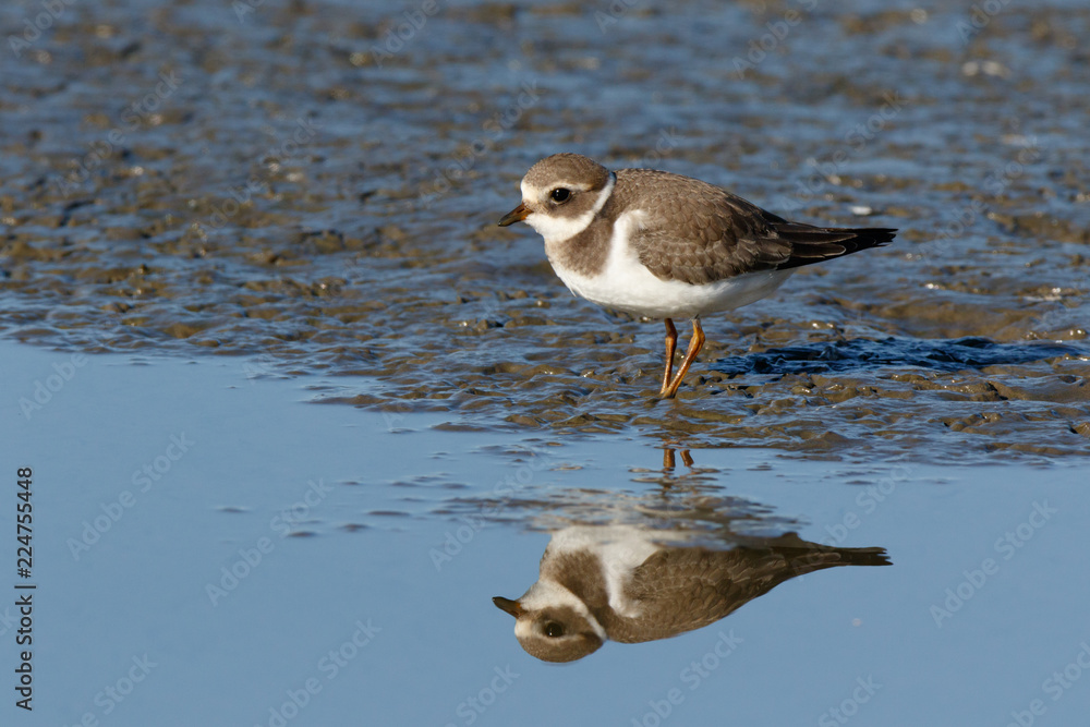 Ringed Plover (Charadrius hiaticula). Ringed Plover (Charadrius hiaticula).