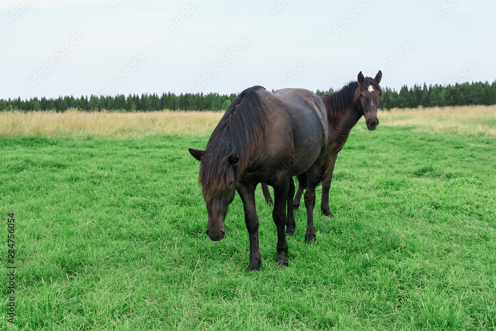 Fototapeta premium Konie rasy północnej w terenie