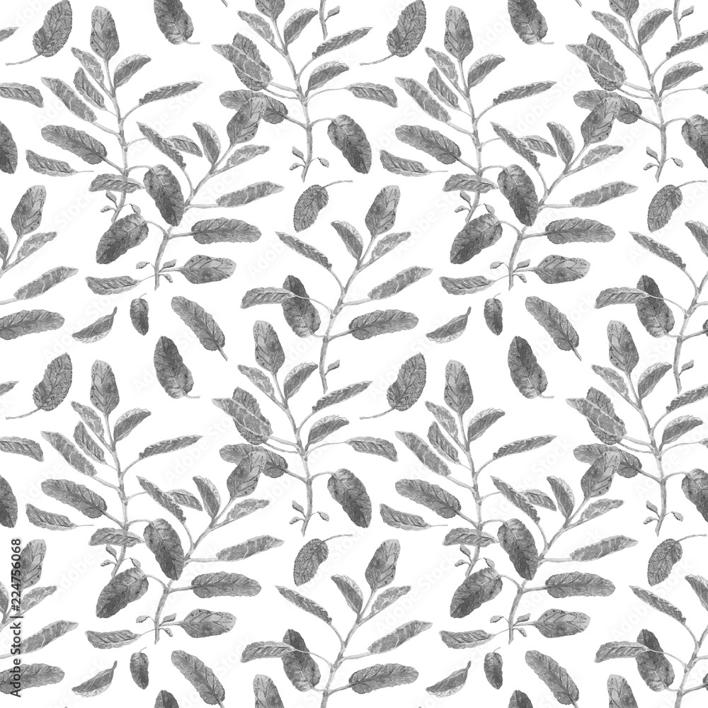Salvia officinalis or garden sage. Sage branch seamless surface pattern isolated on white background. Monochrome watercolor illustration Salvia officinalis or garden sage. Sage branch seamless surface pattern isolated on white background. Monochrome watercolor illustration