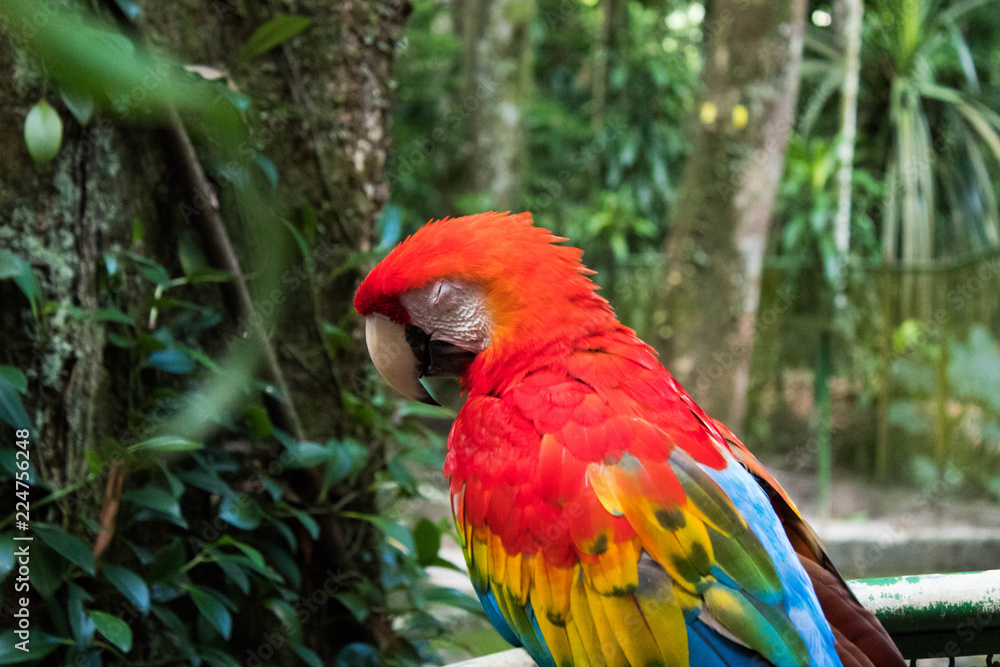 Arara Arara