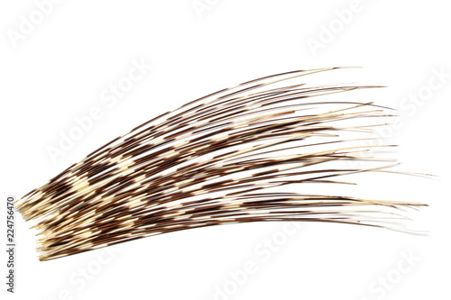 Porcupines quills or spines, isolated on white background