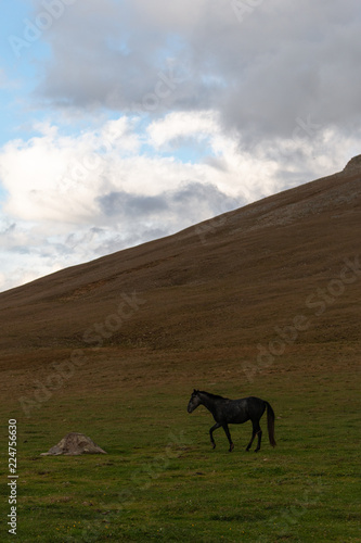 horse in the mountain