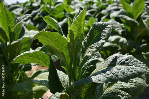 primo piano di una pianta di tabacco , altre sullo sfondo