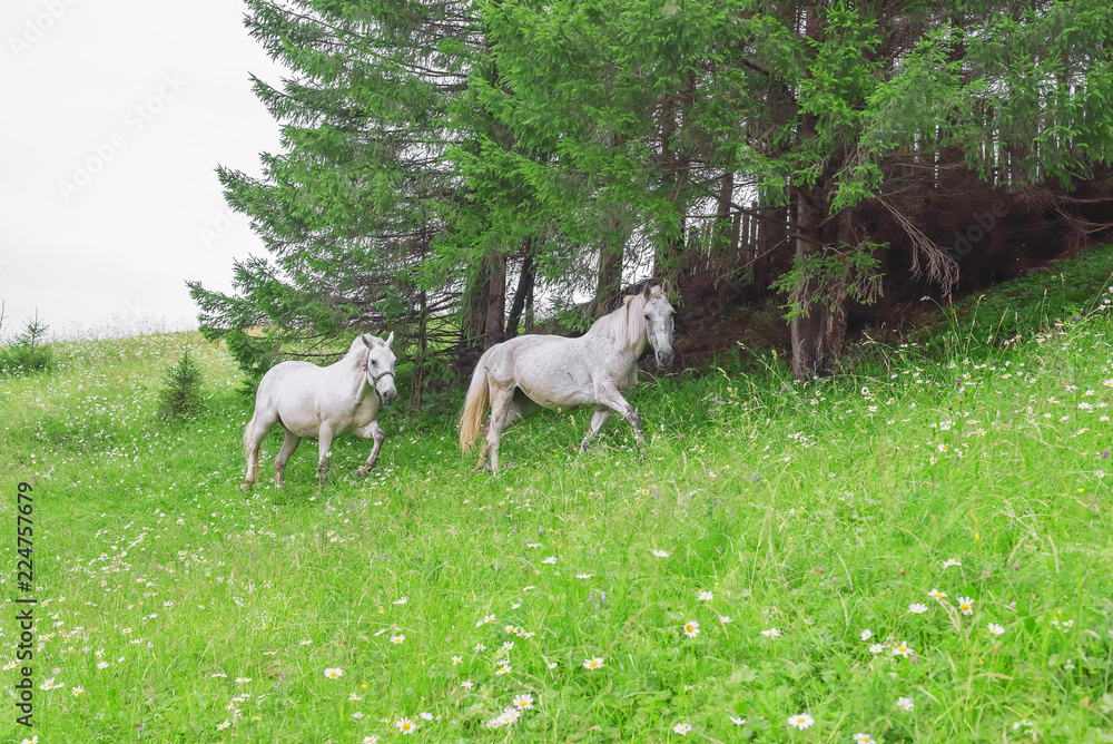 Fototapeta premium Horses on a green meadow
