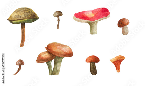 set of watercolor hand-drawn mushrooms for design and decor