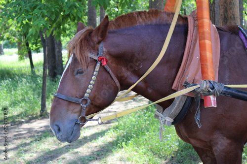 horse in a harness