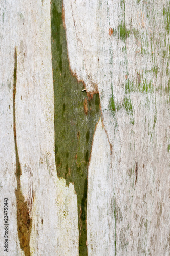 Fragment of the beech tree trunk partially stripped of bark. Background. photo