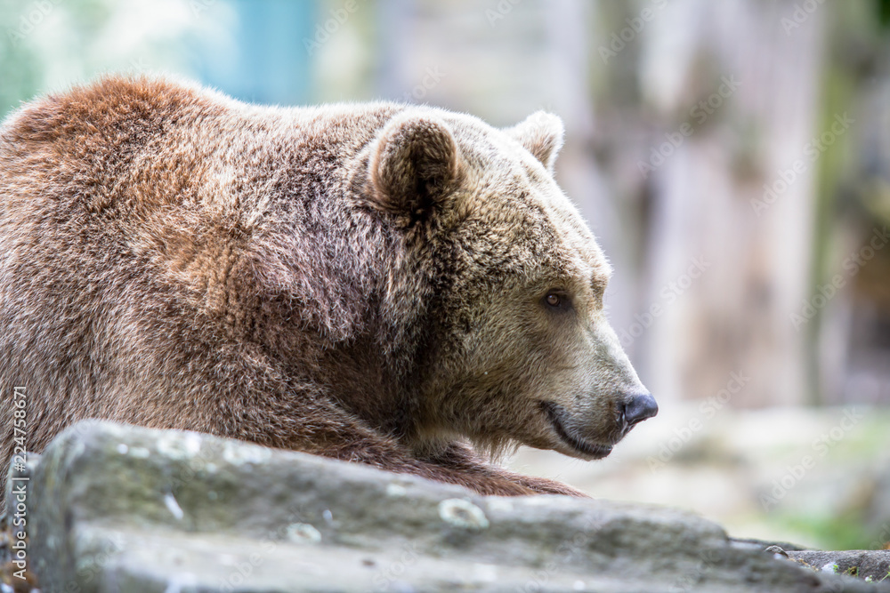 The Grizzly bear in a Zoo of Berlin, Germany The Grizzly bear in a Zoo of Berlin, Germany