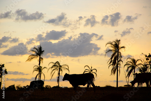 silhouette of a cow