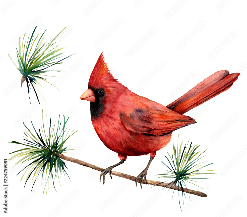 Obraz Ptak akwarela czerwony kardynał. Ręcznie malowane ilustracja z życzeniami z ptakiem i gałęzi na białym tle. Do projektowania, drukowania lub tła.