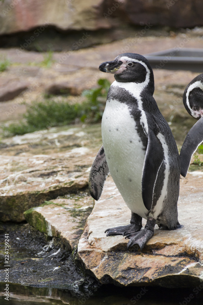 Obraz premium life and habits of penguins in zoo