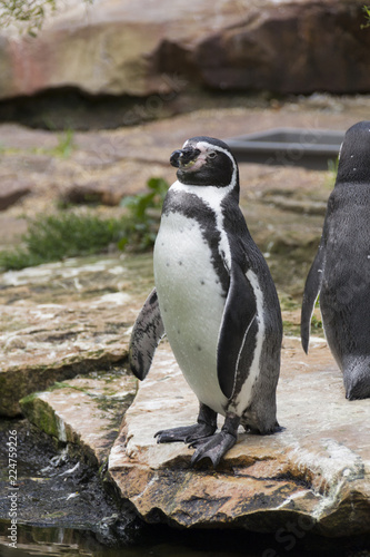 life and habits of penguins in zoo