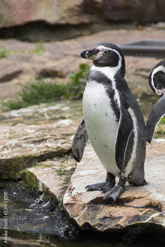 life and habits of penguins in zoo