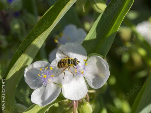 Myathropa florea. L'éristale des fleurs ou syrphe à tête de mort, une espèce de mouche d'aspect général ressemblant à une guêpe appartenant à la famille des syrphidae.