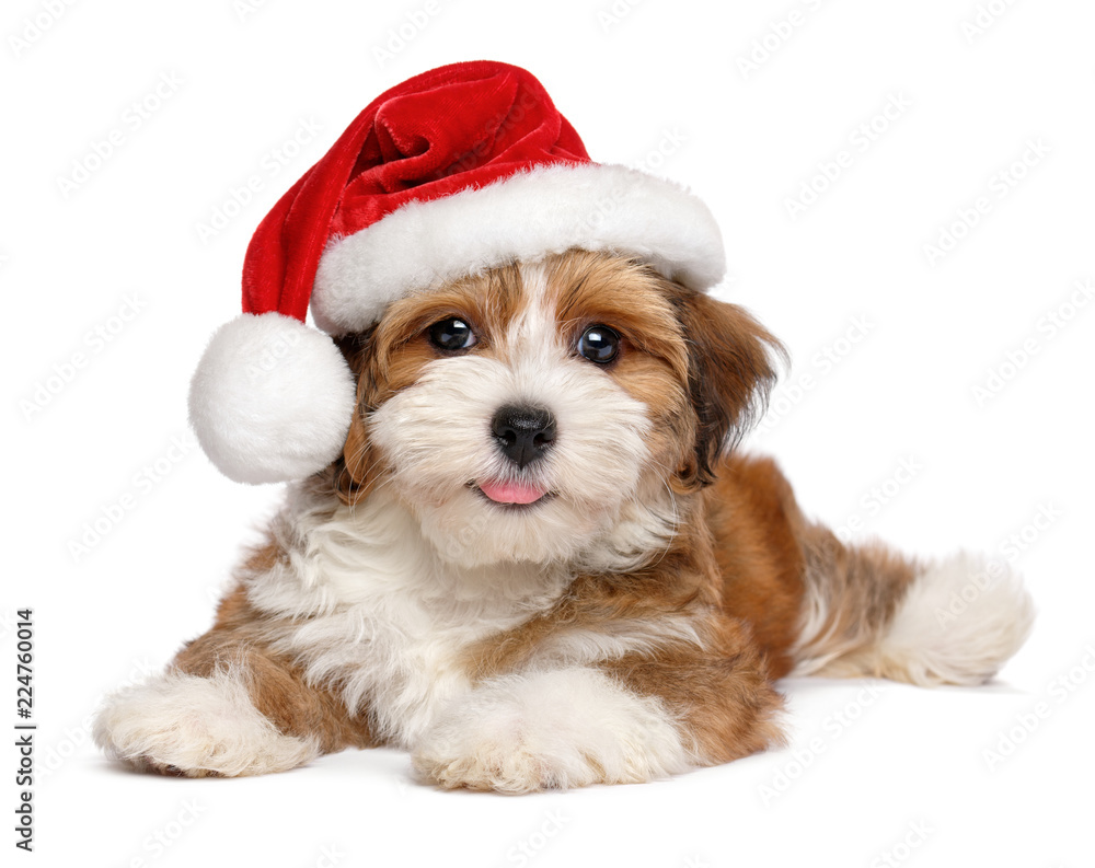 Happy smiling Havanese puppy dog is wearing a Christmas hat, isolated on white background - obrazy, fototapety, plakaty 