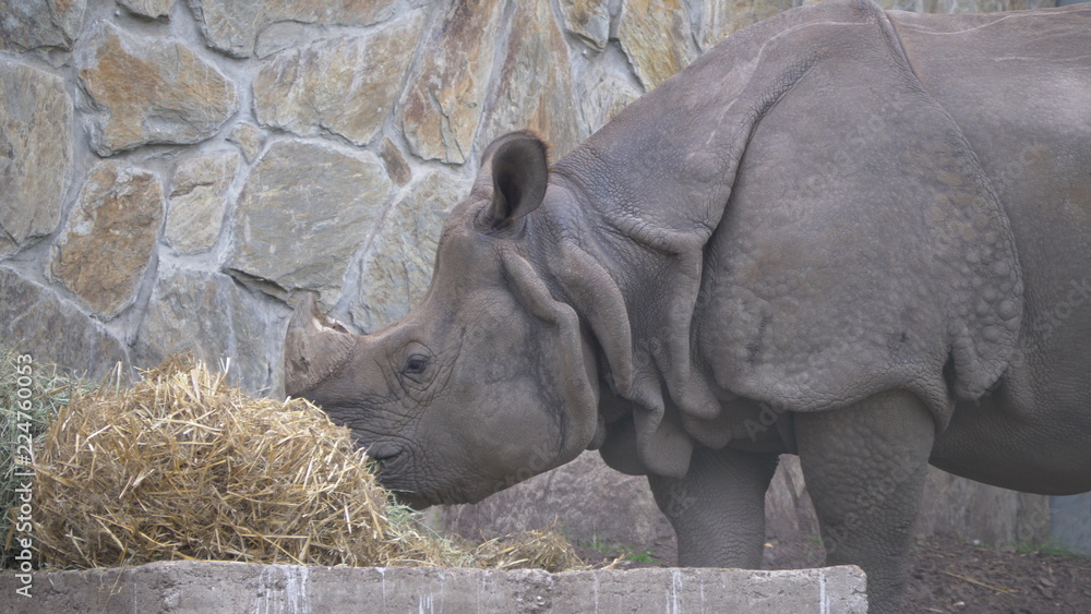 Obraz premium Huge Old Rhino with broken horn 
