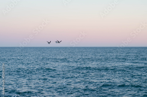 Gaviotas sobre el mar © Valentina
