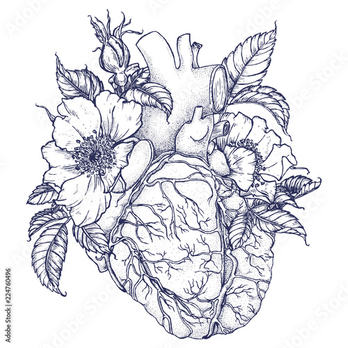 Heart and roses with leaves. Drawing by hand in vintage style. Elegant stylish illustration for printing on clothing, posters, dishes and other surfaces. Anatomy, botany.