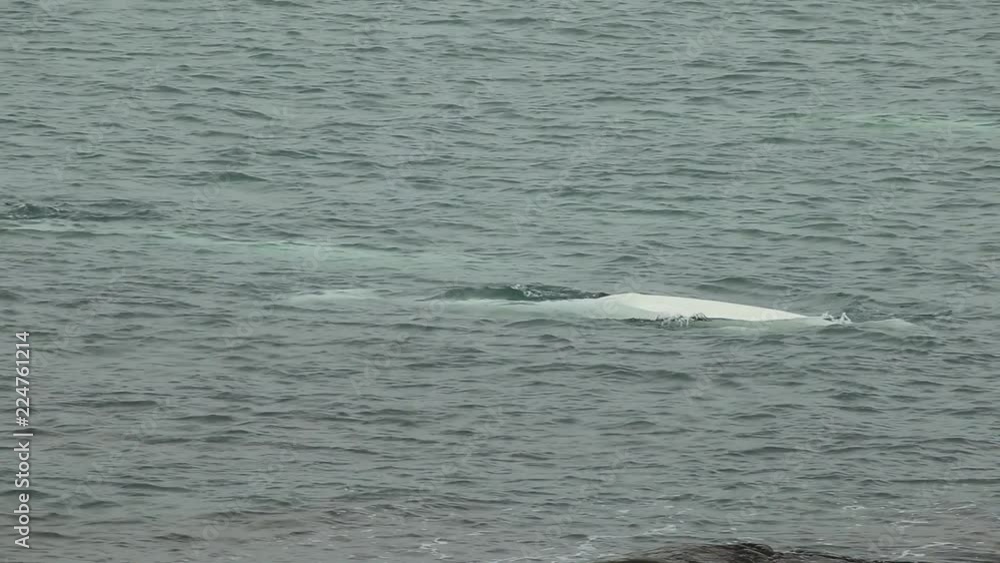 A herd of beluga in the bay in The Arctic. Short footage. A herd of beluga in the bay in The Arctic. Short footage.