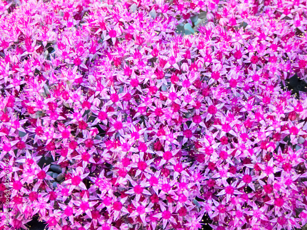 sedum pink flowers