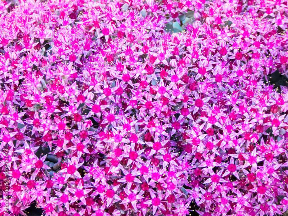 sedum pink flowers sedum pink flowers