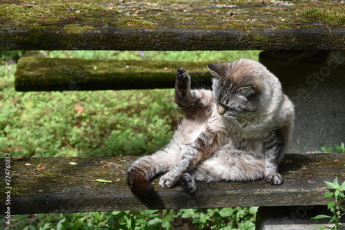 Gatto tipo siamese che gioca con la propria coda