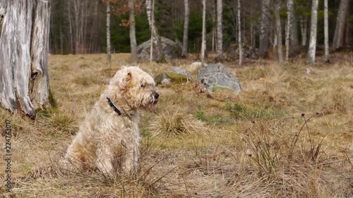An irish soft-coated wheaten terrier dog sits in a field watching and listening.
