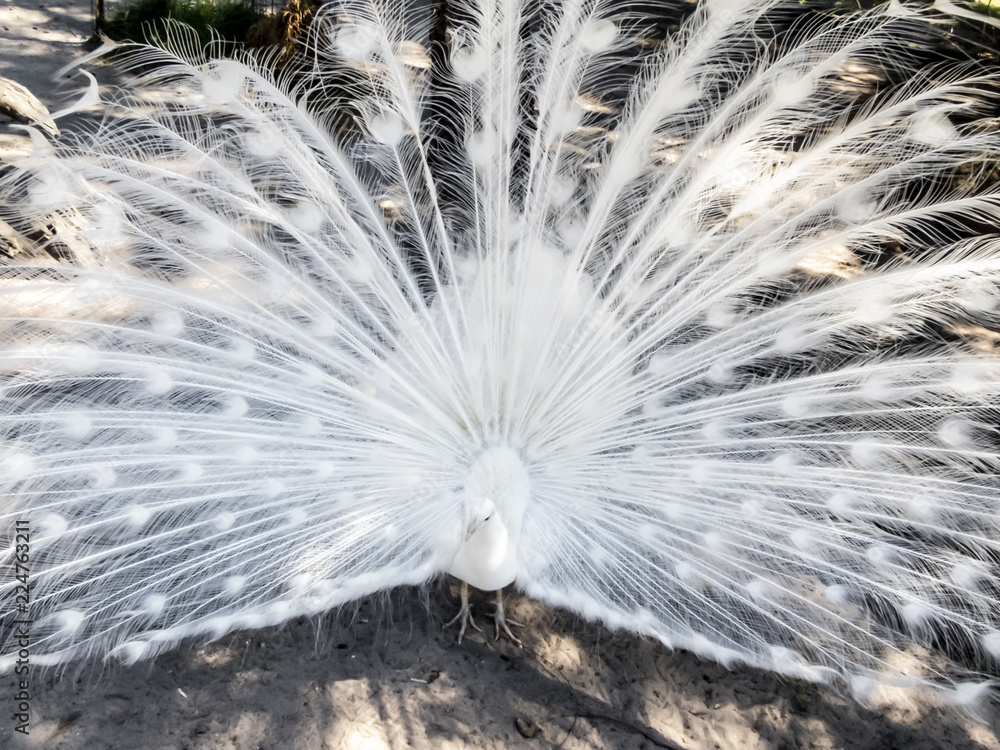 white peacock showing feathers
