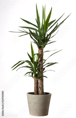 Yucca tree in pots. Common yucca, filamentosa, aloifolia, aloe yucca, dagger plant. House plant isolated on white background
