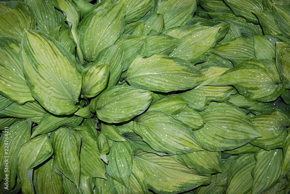 The dew on the leaves hosta. A plant for a summer garden. The dew on the leaves hosta. A plant for a summer garden.