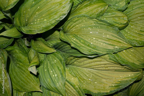 The dew on the leaves hosta. A plant for a summer garden.