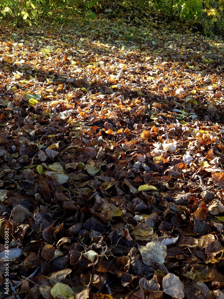 nature nature