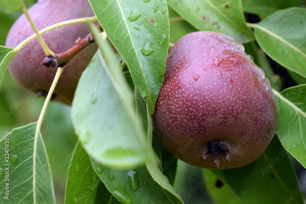 Ripe pears on a branch. The garden after the rain. Rain drops on fruits. Ripe pears on a branch. The garden after the rain. Rain drops on fruits.