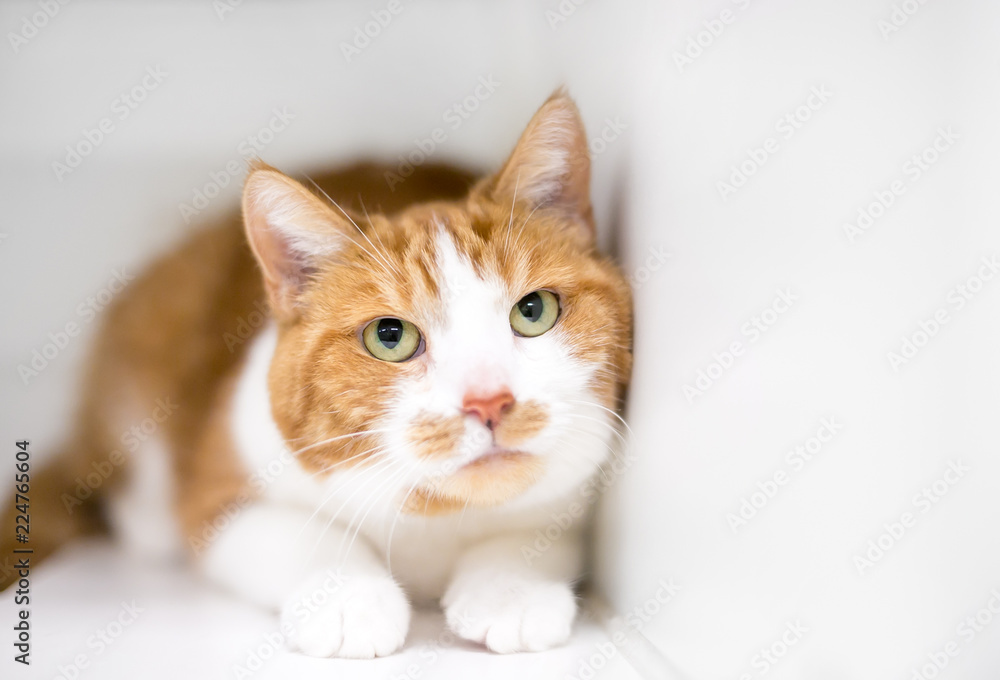 A nervous or timid domestic shorthair cat with orange tabby and white markings, crouching in a tense position