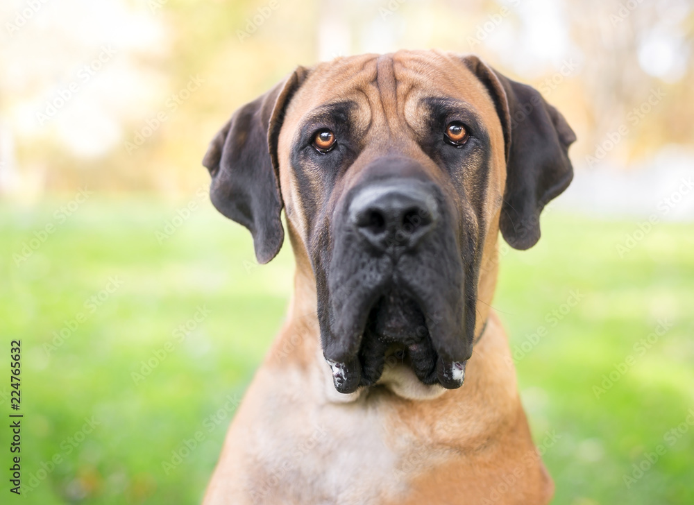 A Boerboel dog with a serious expression outdoors