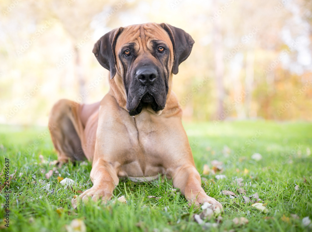 A Boerboel dog with a serious expression lying in the grass