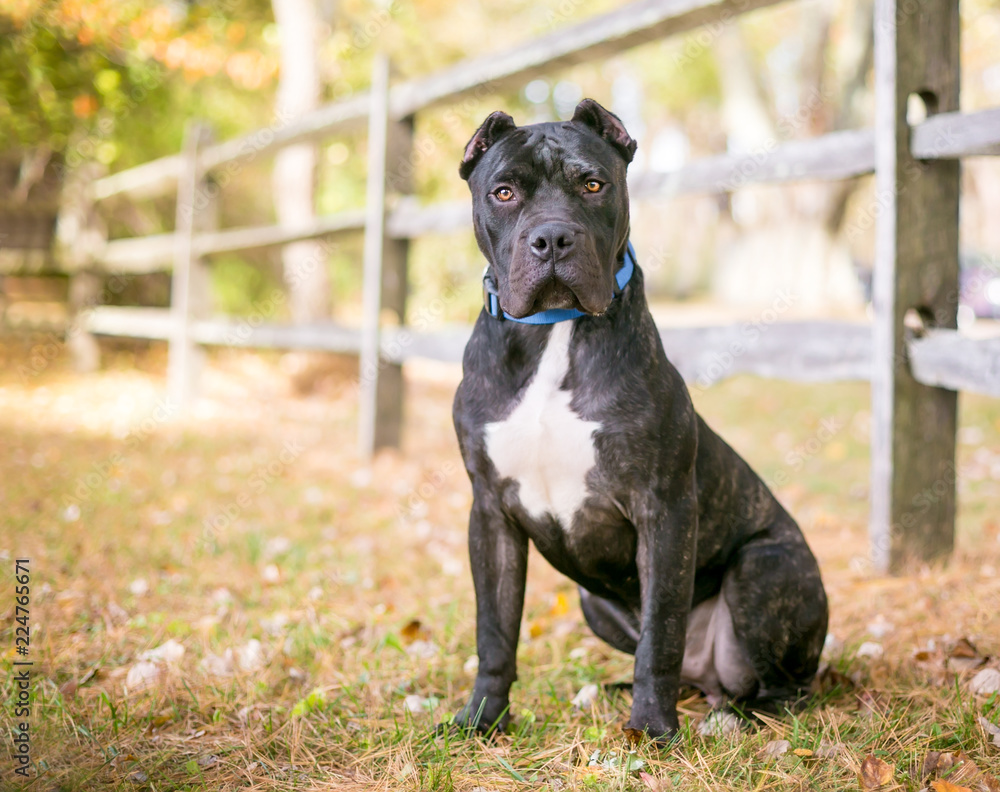 A brindle and white Presa Canario dog with cropped ears sitting outdoors by  a rustic wooden fence Stock Photo | Adobe Stock
