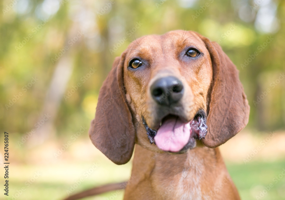 A Redbone Coonhound dog outdoors with a relaxed expression