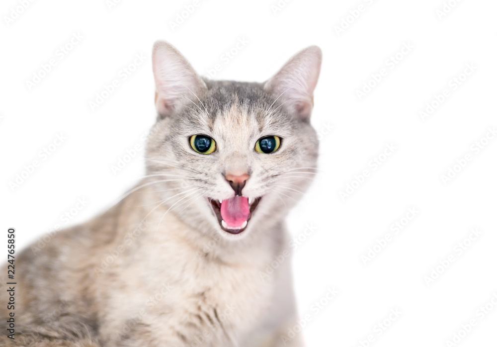 A domestic shorthair cat with dilated pupils and its mouth open in