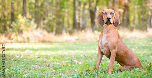 Panoramic view of a Redbone Coonhound dog sitting outdoors photo